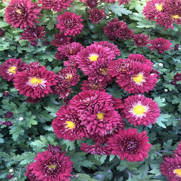 山东大量售销地被菊小苗   地被菊价格