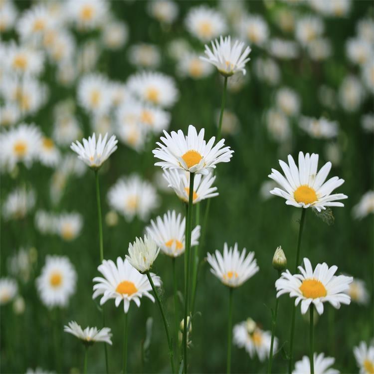 山东大量批发大滨菊杯苗   大滨菊价格