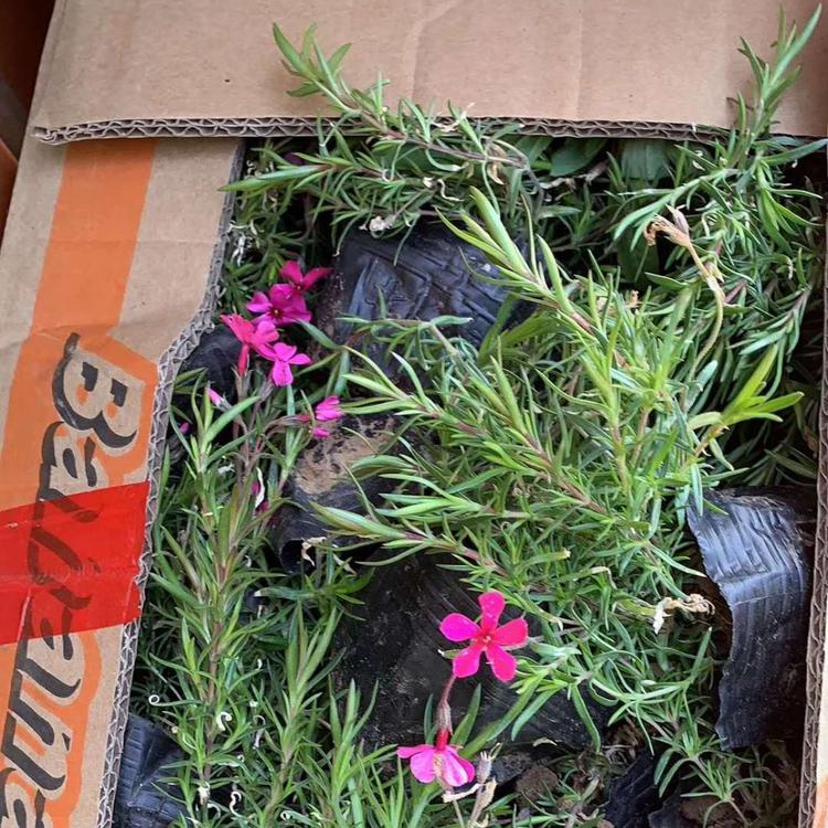 芝樱价格 福禄考价格 丛生福禄考价格 芝樱供应