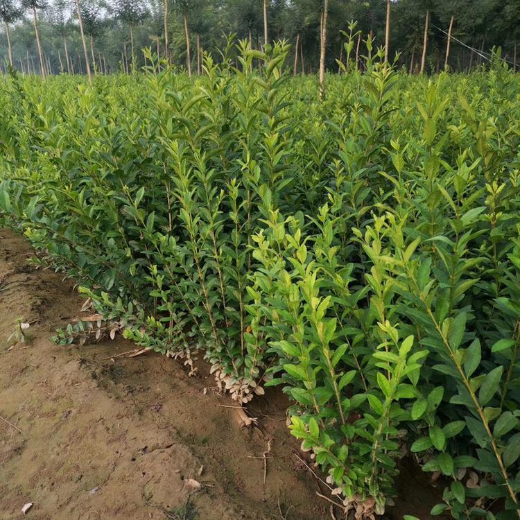 绿叶水蜡价格 金叶水蜡批发 金叶水蜡供应商
