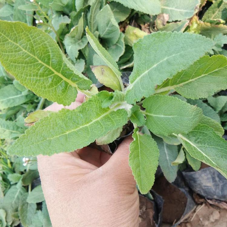 大量供应鼠尾草 鼠尾草种植基地 鼠尾草基地松青花卉