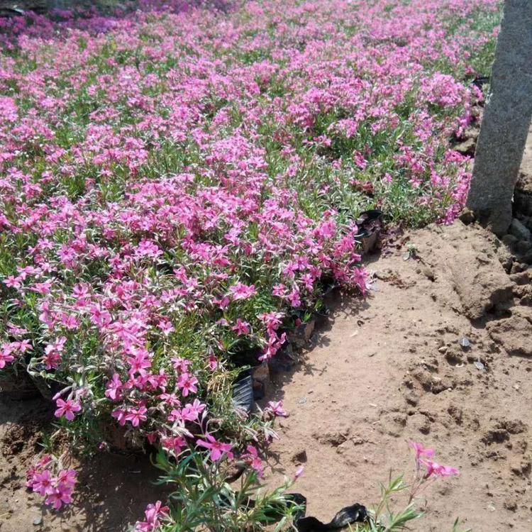 丛生福禄考 丛生福禄考花海用小苗 俊红基地批发