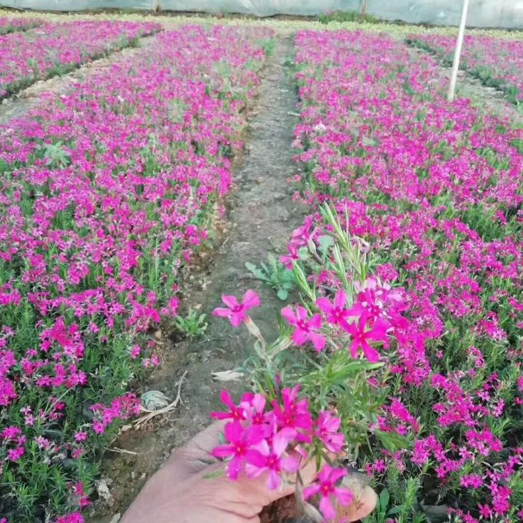 丛生福禄考 青州草花基地供应丛生福禄考杯苗