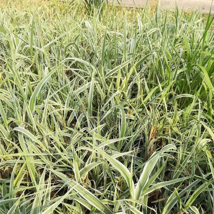 花叶芦竹 青州水生植物小苗批发基地