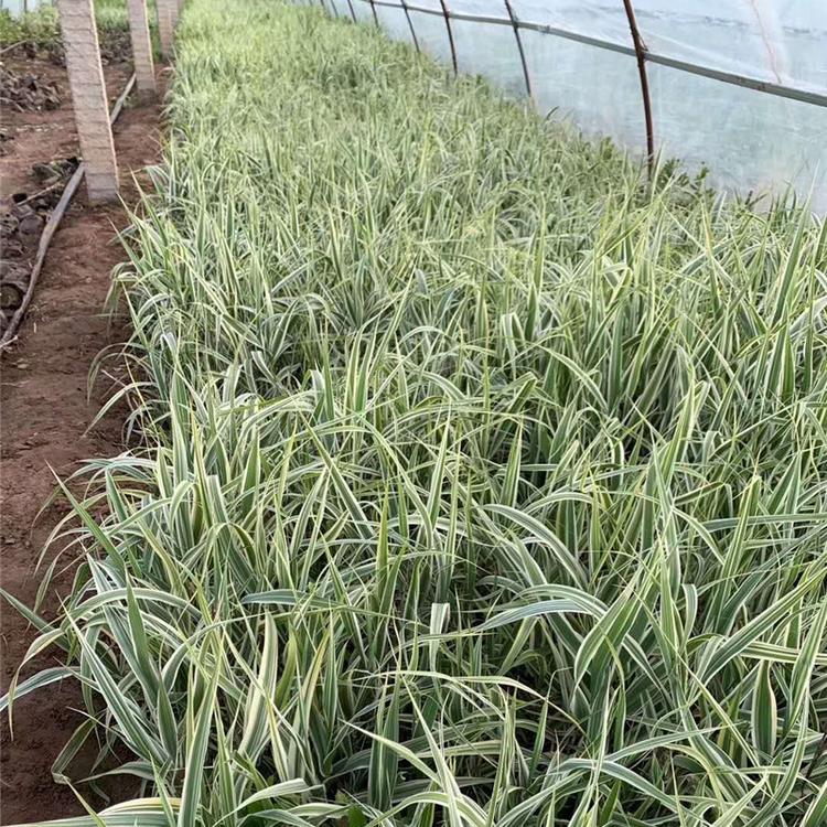 花叶芦竹基地 花叶芦竹批发