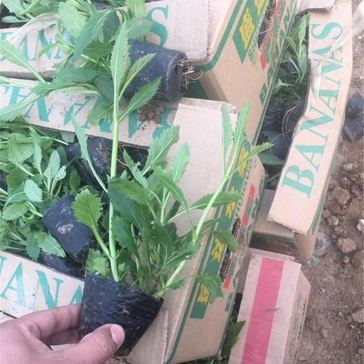花海景观马鞭草  马鞭草培育  马鞭草报价  量大从优 欢迎咨询