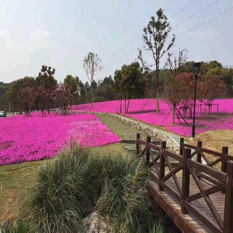 芝樱小苗批发 芝樱花海 丛生福禄考花苗销售