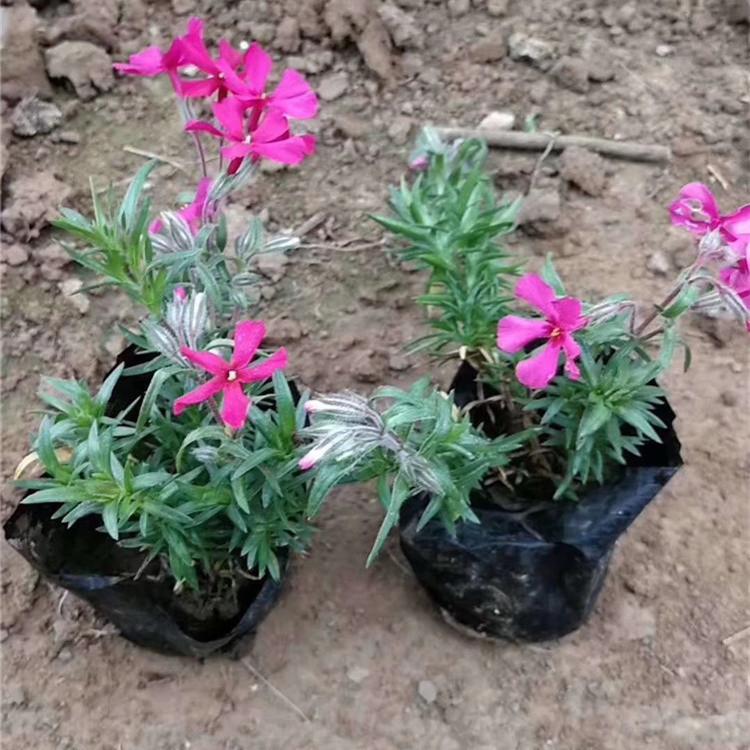 芝樱小苗批发价格 丛生福禄考销售 芝樱花海用苗