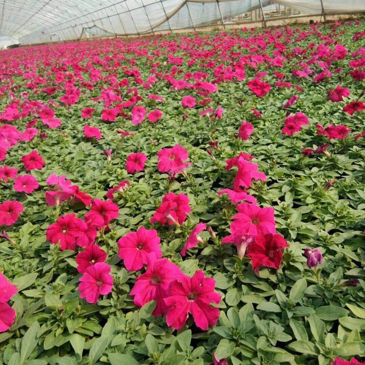 矮牵牛种植基地矮牵牛报价