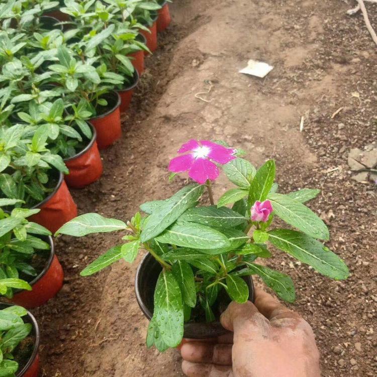 长春花种植基地天天开大量供应