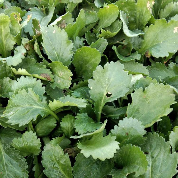 绿化观赏用苗大滨菊  青州大滨菊批发基地 欣彤花卉
