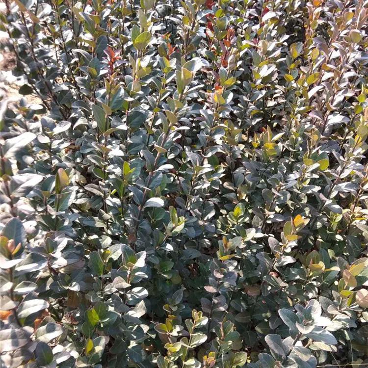 大叶扶芳藤种植基地 大叶扶芳藤批发 绿化用大叶扶芳藤