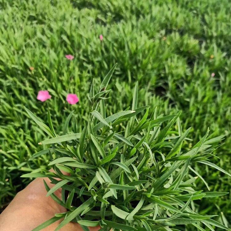 欧石竹批发 欧石竹种植 欧石竹报价