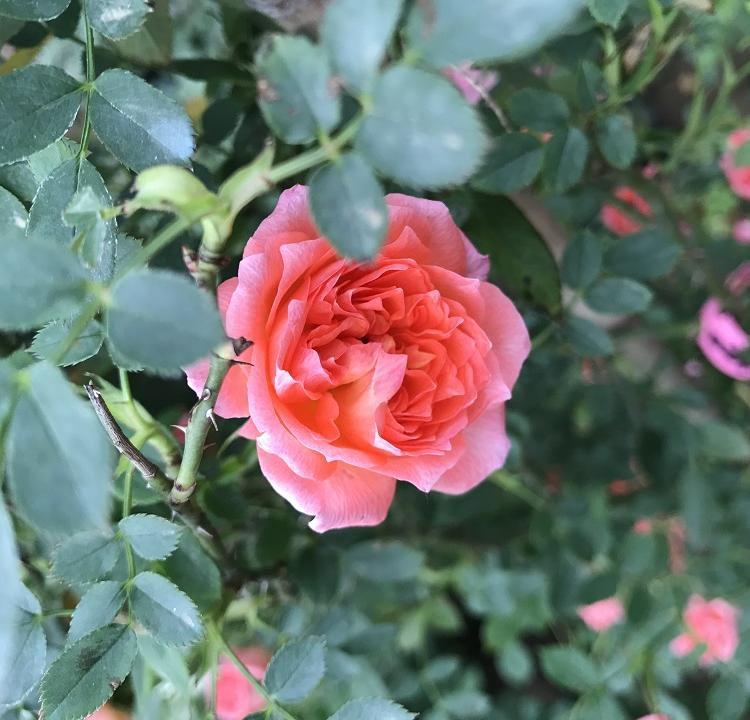 青州花卉批发基地大量出售品种月季  地邦欢迎您