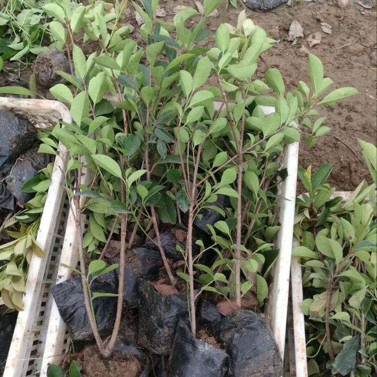 红叶石楠批发价格   山东红叶石楠种植基地  红叶石楠培育