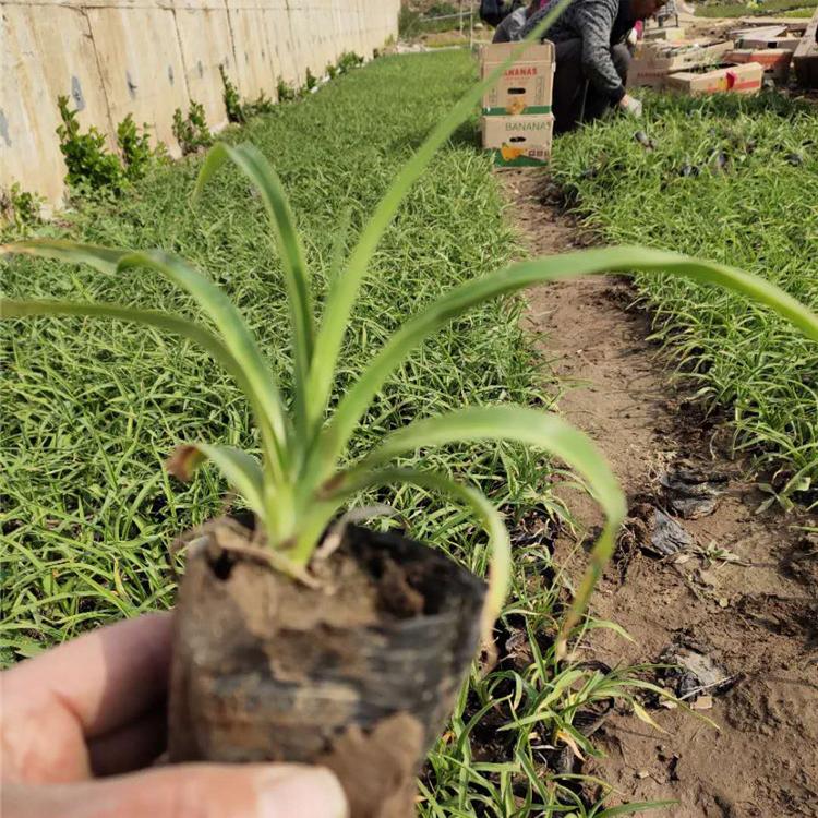 金娃娃萱草批发价格 金娃娃萱草种植基地