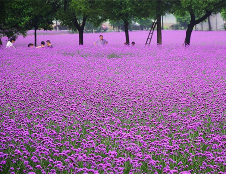 青州马鞭草培育基地 常年供应马鞭草小苗 花海用马鞭草苗