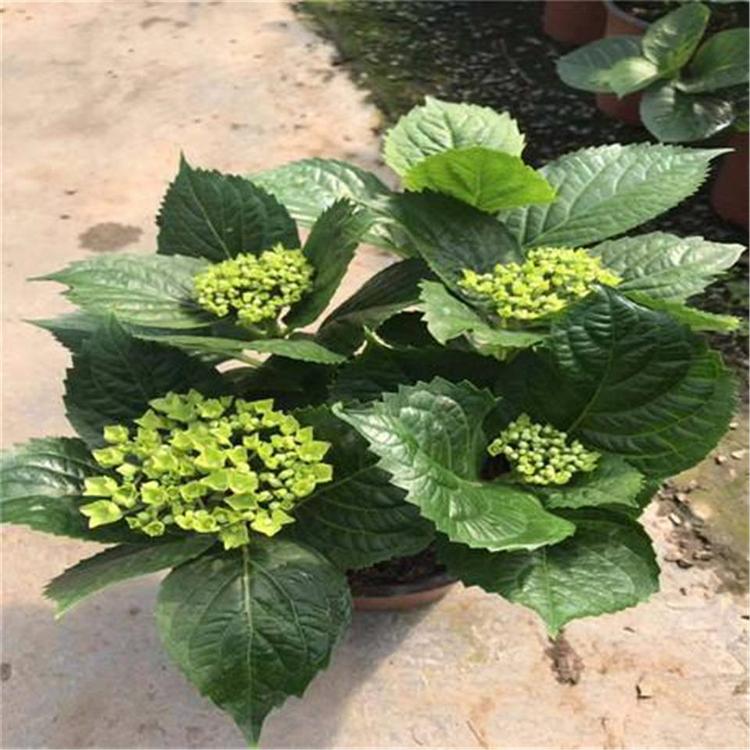 绣球种植基地 八仙花批发 中嘉基地供应