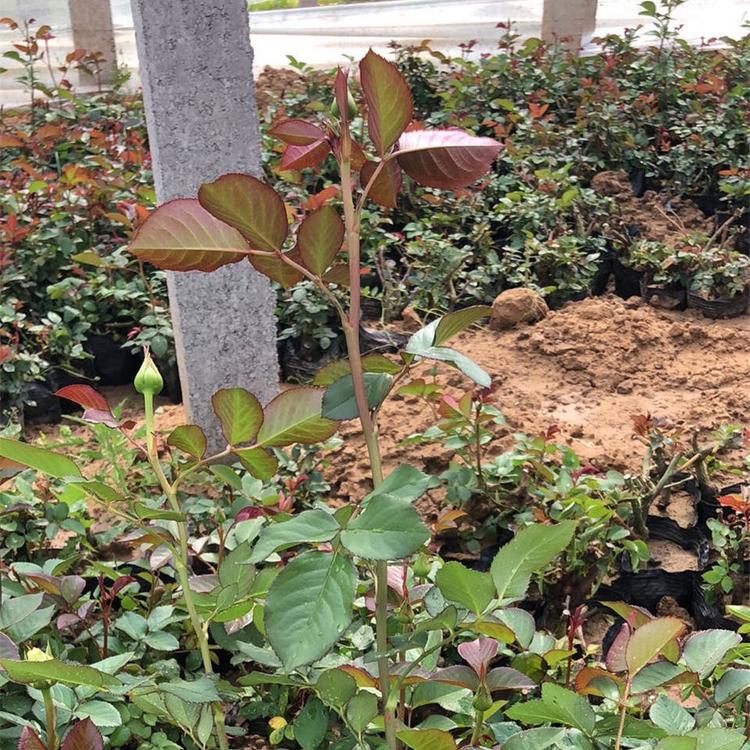 月季扎子 基地供应月季扎子盆栽