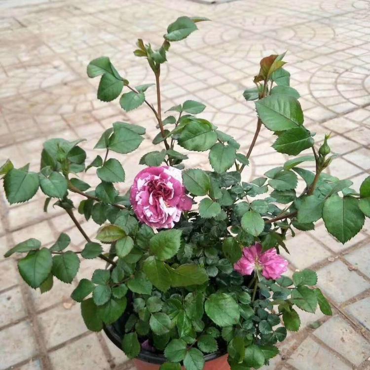 多色月季花 多色月季苗 正艳花卉基地批发