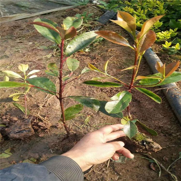 山东基地供应绿化植物红叶石楠小苗    红叶石楠价格