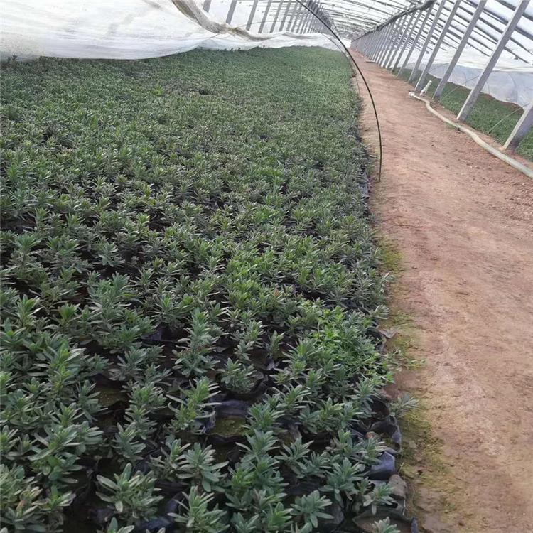 厂家直销时令草花薰衣草苗子批发