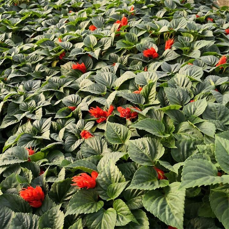 厂家直销时令草花一串红种苗-承玉花卉