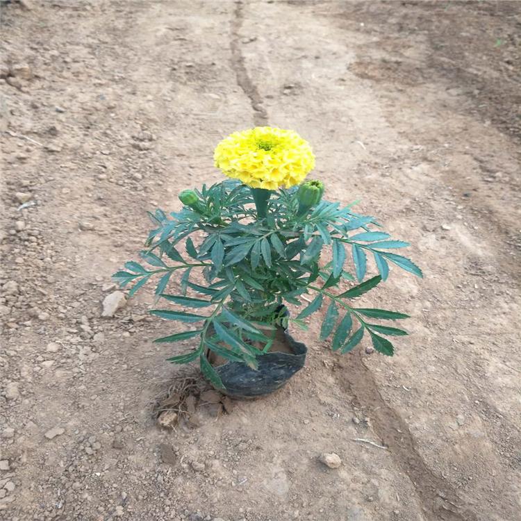 道路绿化工程用苗万寿菊批发-承玉花卉