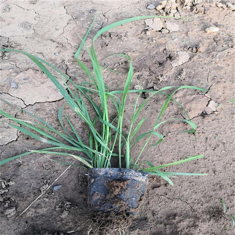 多年生草本植物狼尾草厂家批发