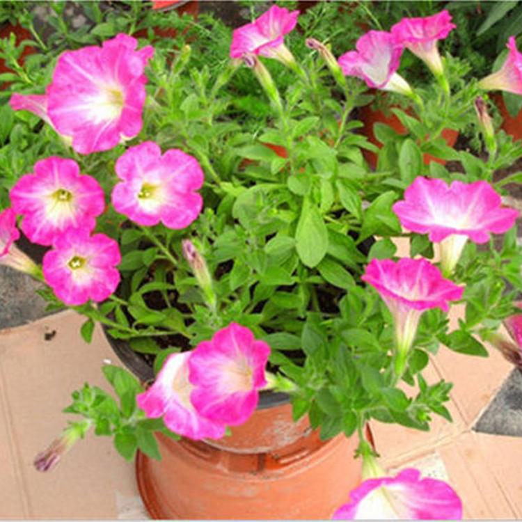 牵牛花 牵牛花苗 牵牛基地