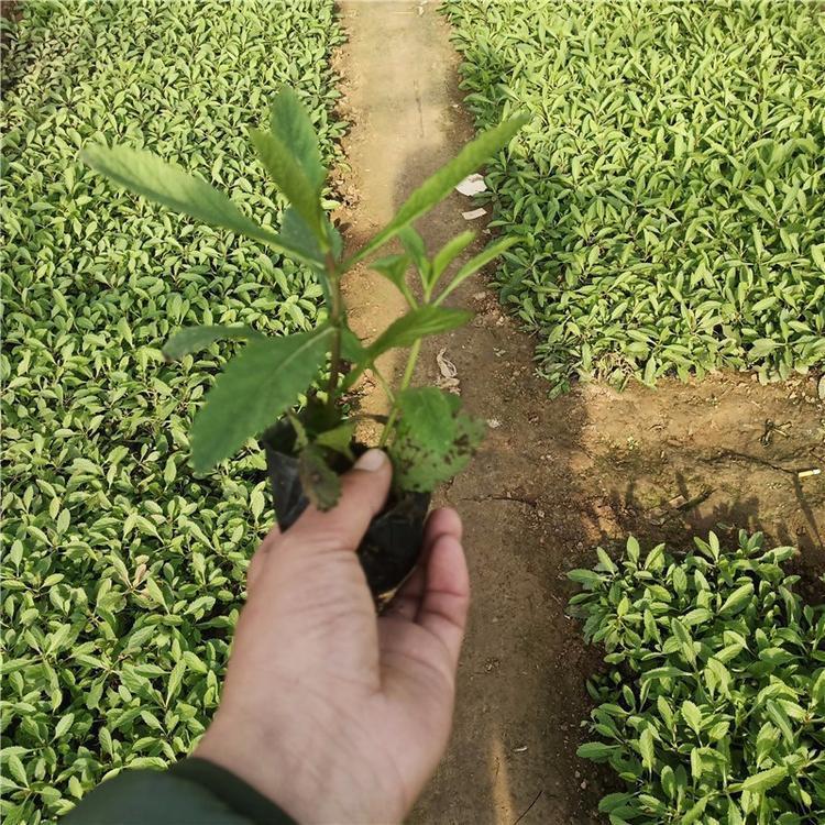 马鞭草批发  马鞭草种植基地  长期供应马鞭草小苗