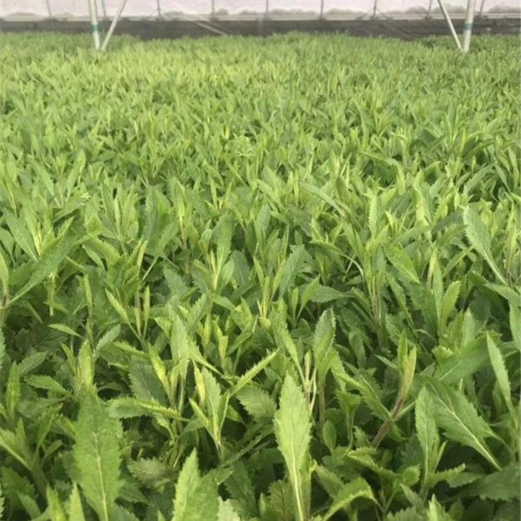 山东马鞭草花海  马鞭草花海种子  马鞭草批发价格 欢迎咨询