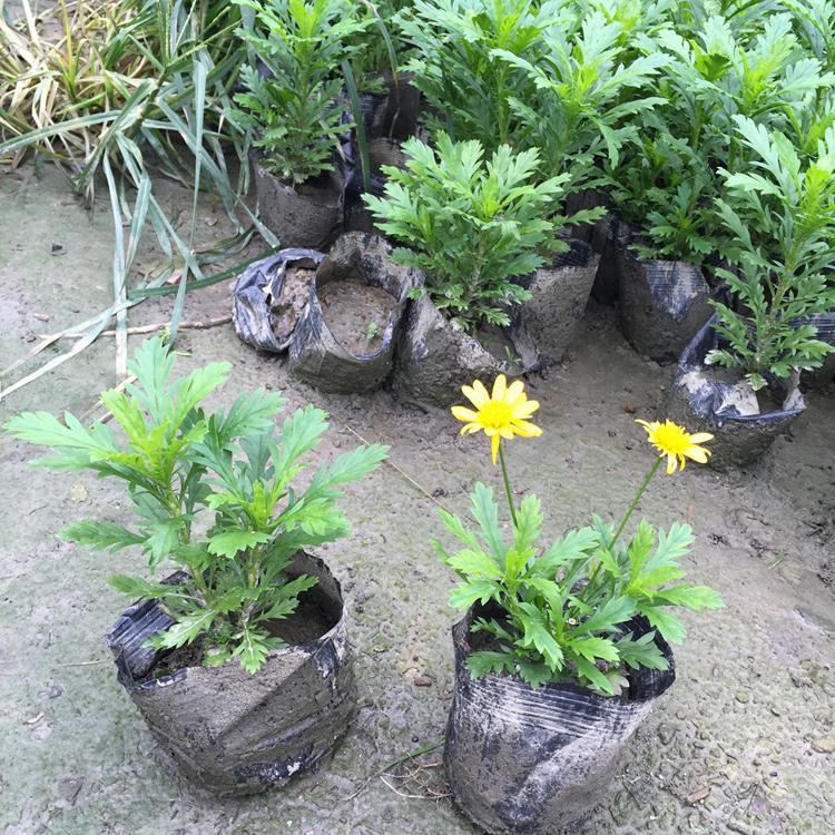 批发木春菊种子  玛格丽特花价格  青州木春菊培育基地