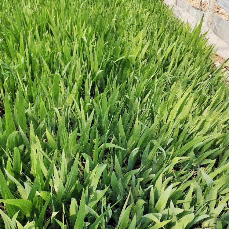 水生植物鸢尾  鸢尾种植基地  鸢尾供应商 量大从优