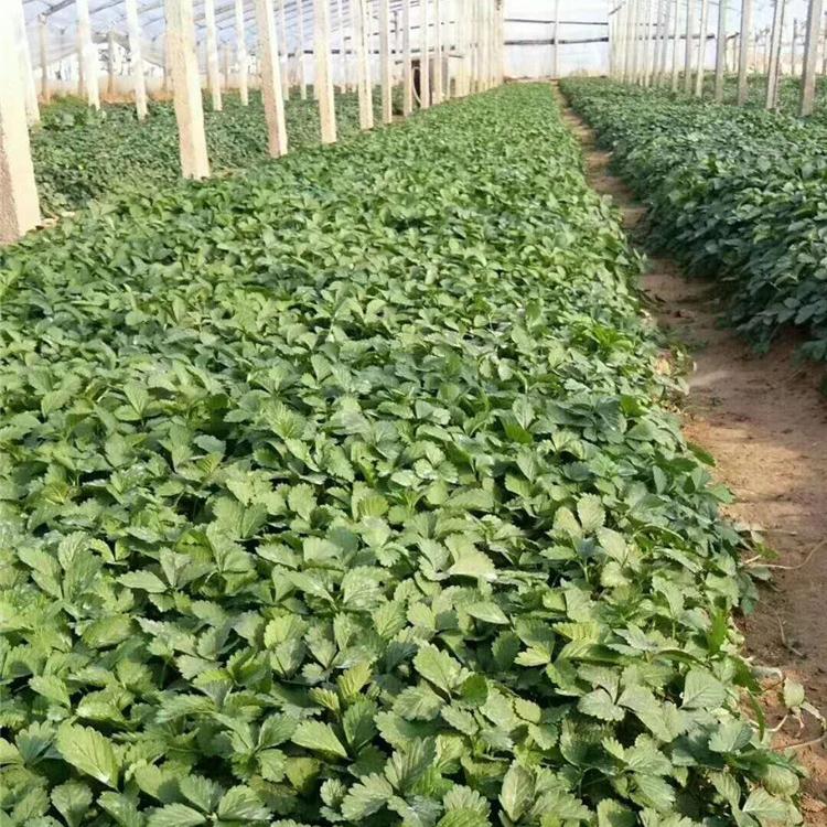 蛇莓供应商 蛇莓种植基地  蛇莓小苗培育基地  欢迎选购