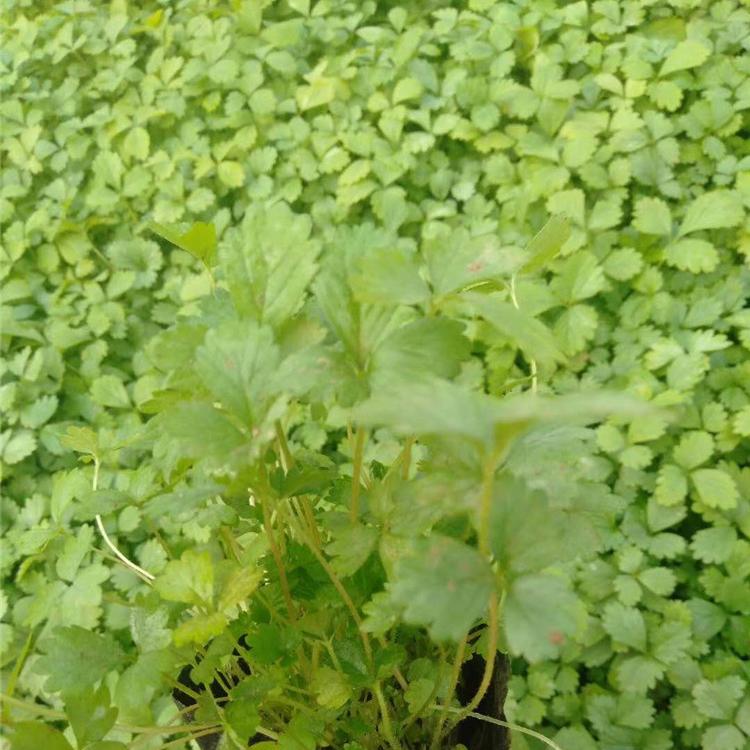 蛇莓种子批发  蛇莓行情  宿根花卉批发价格  量大从优