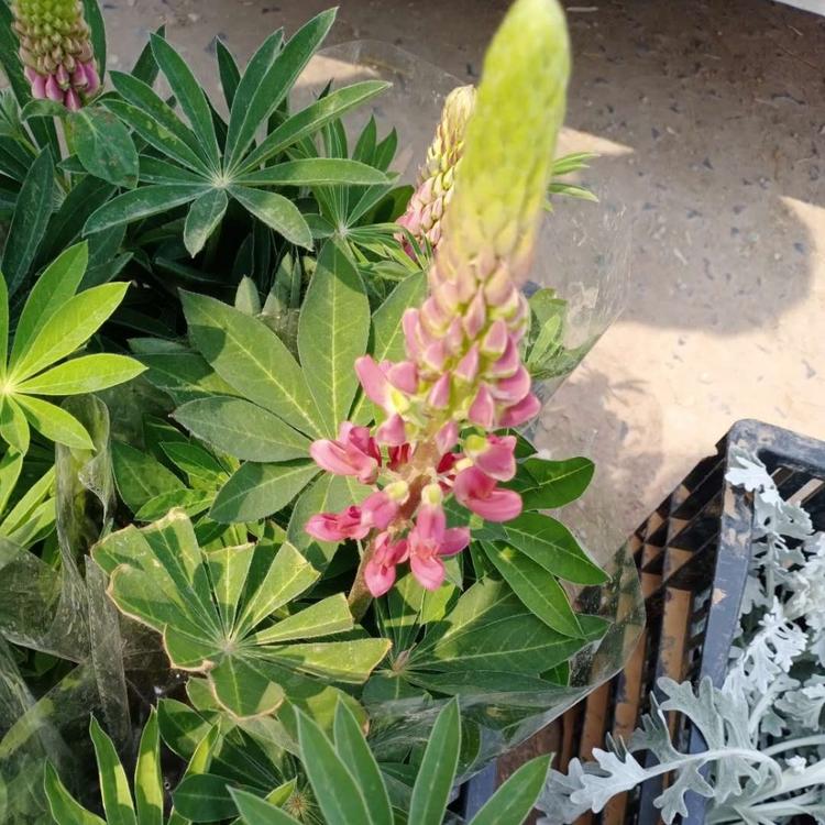 鲁冰花 130盆鲁冰花盆栽 基地直销