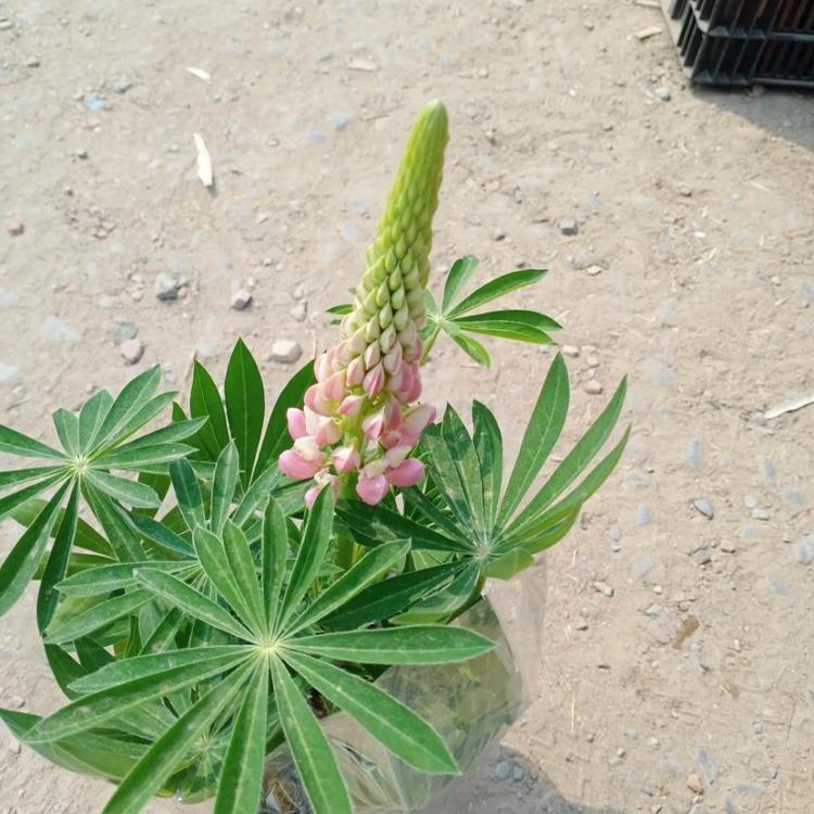 大盆鲁冰花苗 鲁冰花批发 鲁冰花报价