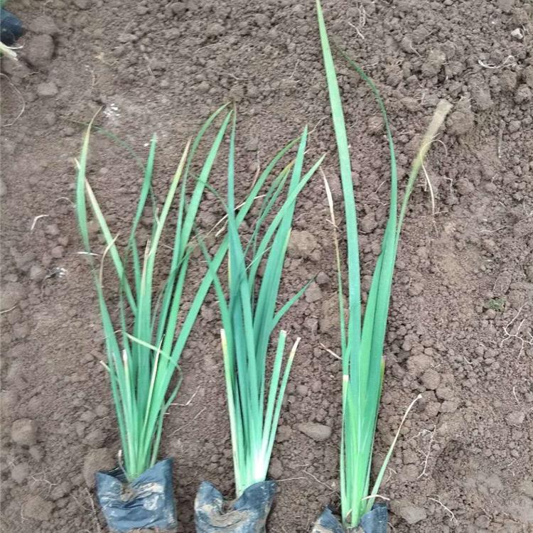 观赏马兰花  马兰花小苗 马兰花种植基地  马兰价格
