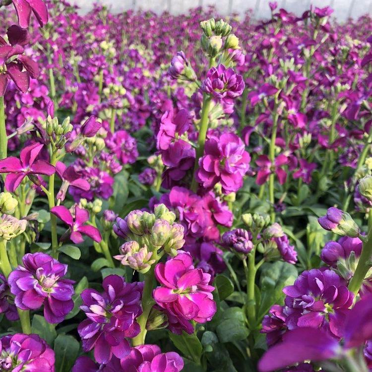 紫罗兰批发 青州草花基地供应 紫罗兰盆苗