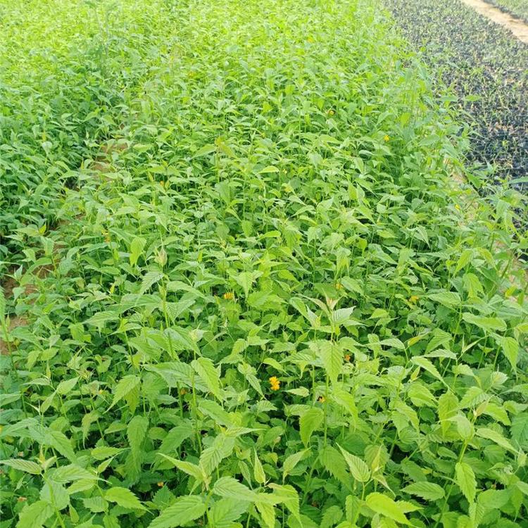 棣棠花 重瓣棣棠花小皮桶 种植基地批发