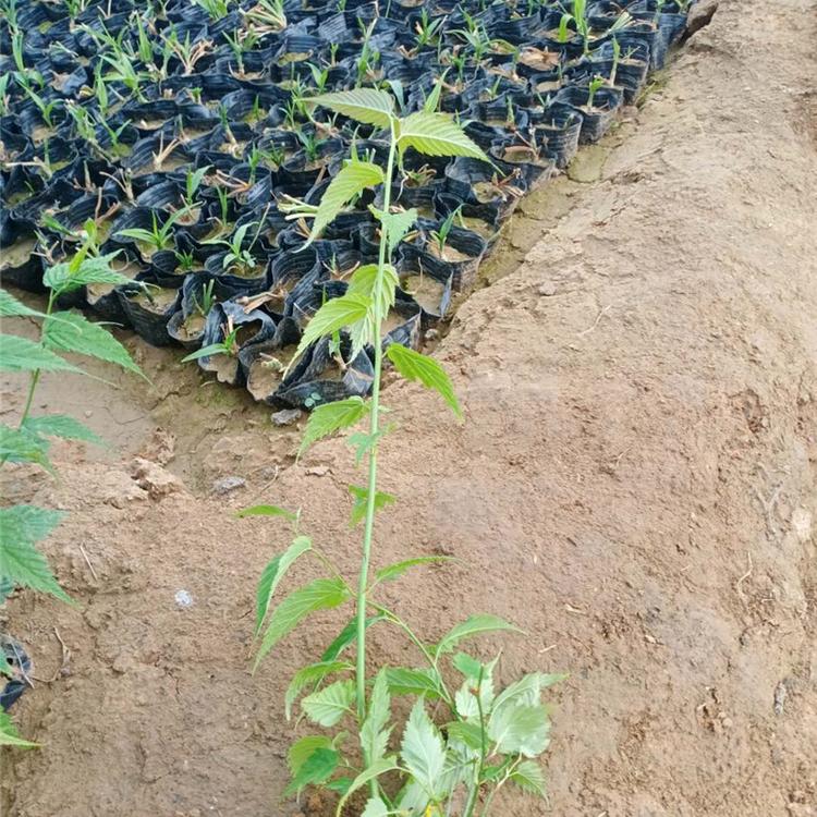 棣棠花种植 青州棣棠花小苗批发