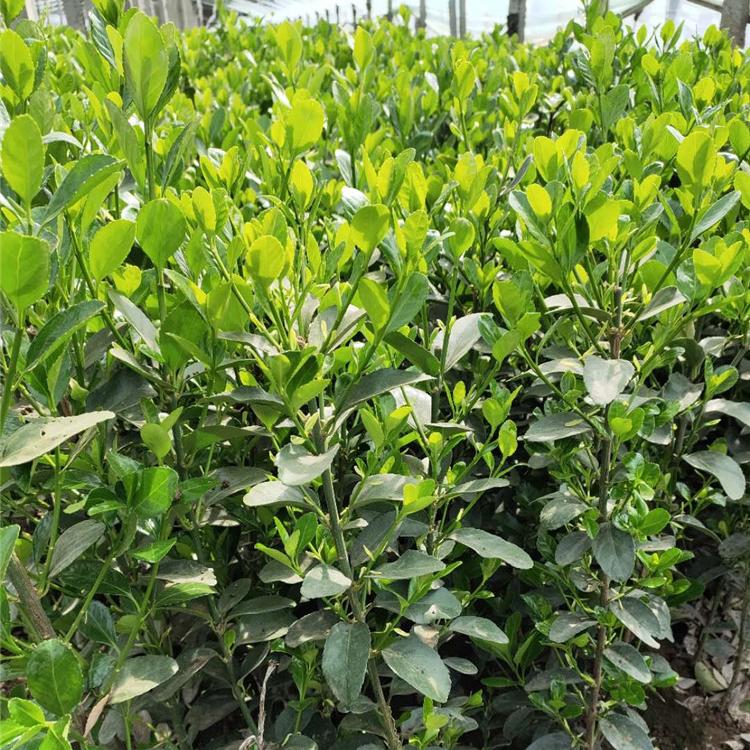 供应绿化用苗冬青  山东冬青培育基地 冬青苗量大从优