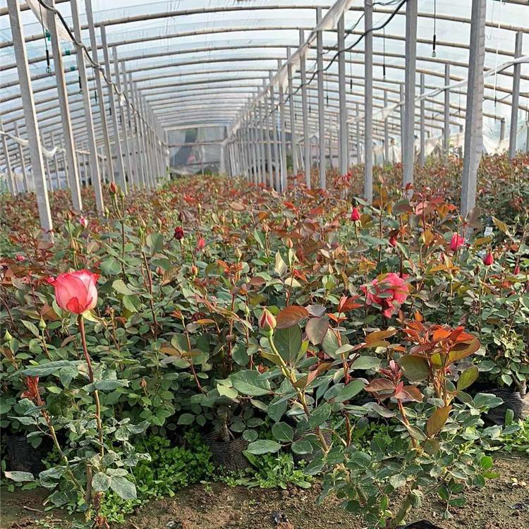 供应品种月季  品种月季培育基地 苗圃用品种月季