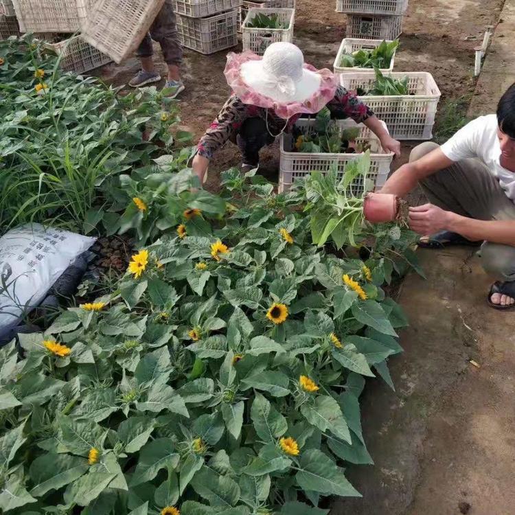 向日葵种植基地  潍坊时令草花报价  向日葵行情 欢迎咨询