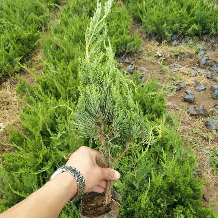 小龙柏批发价格  小龙柏种植基地  小龙柏现货供应