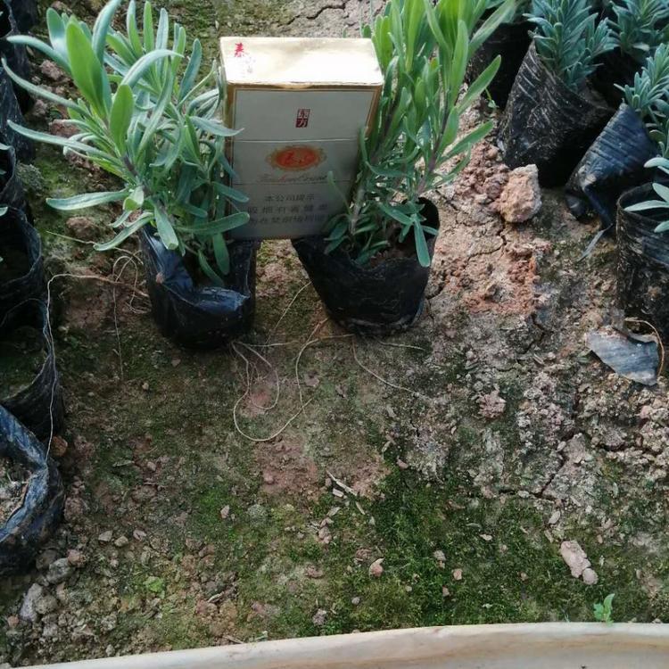 长期供应薰衣草  薰衣草小苗  山东薰衣草量大从优
