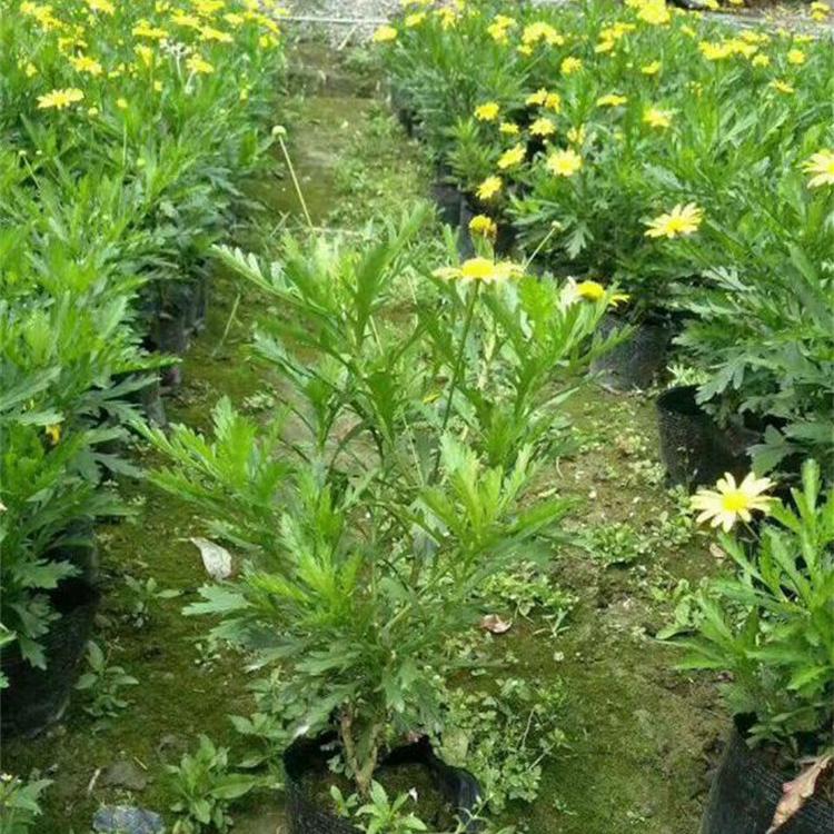 茂刚花卉 木春菊报价 宿根花卉供应 木春菊小苗