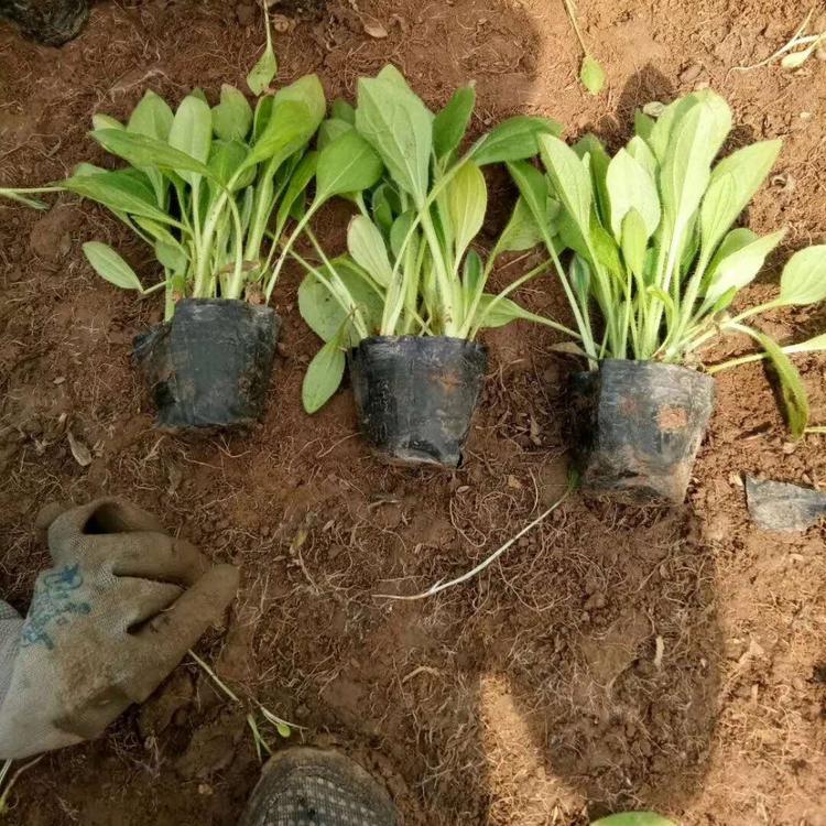 山东黄楼草花基地 黑心菊 黑心菊批发 黑心菊小苗 青州花卉黑心菊基地批发