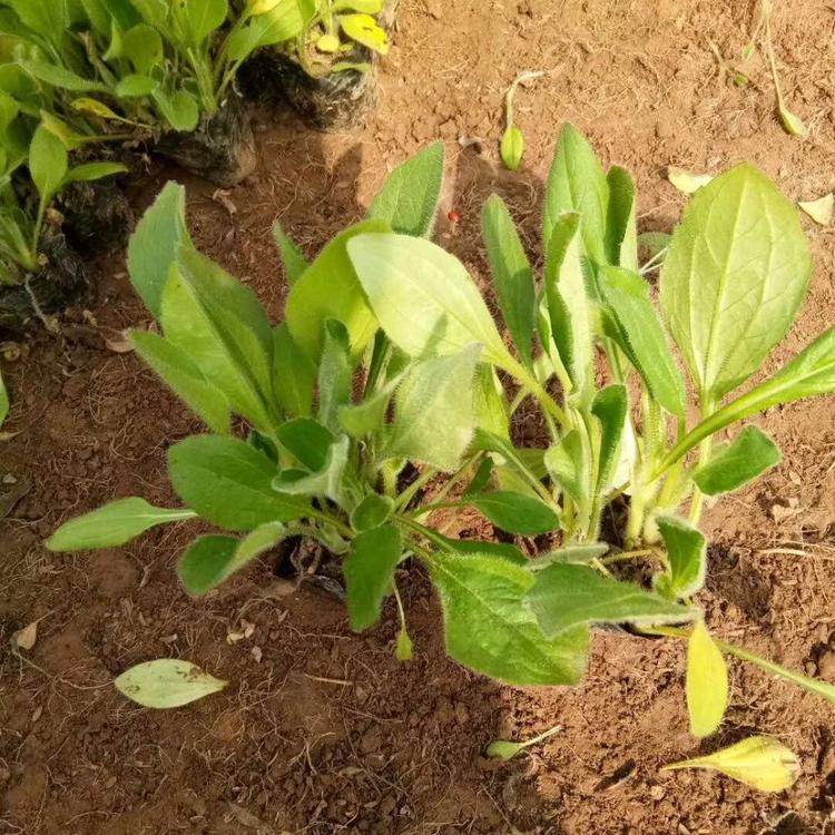 黑心菊价格 山东青州黑心菊基地大量供应 黑心菊货发全国